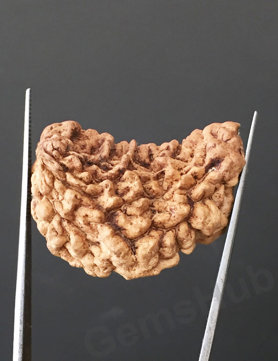 1 Face/Mukhi Certified Rudraksha Premium Quality